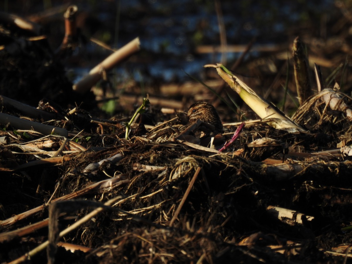 חרטומית ביצות - ML647815605