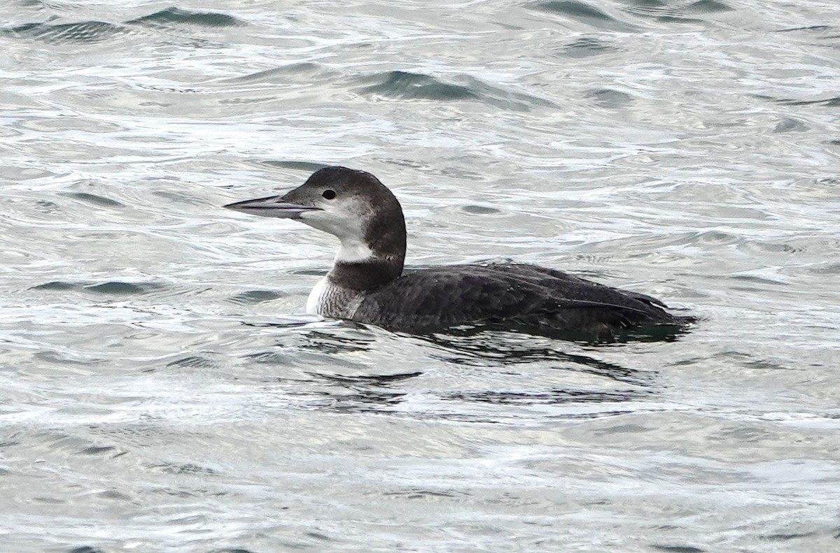 Common Loon - ML647815619