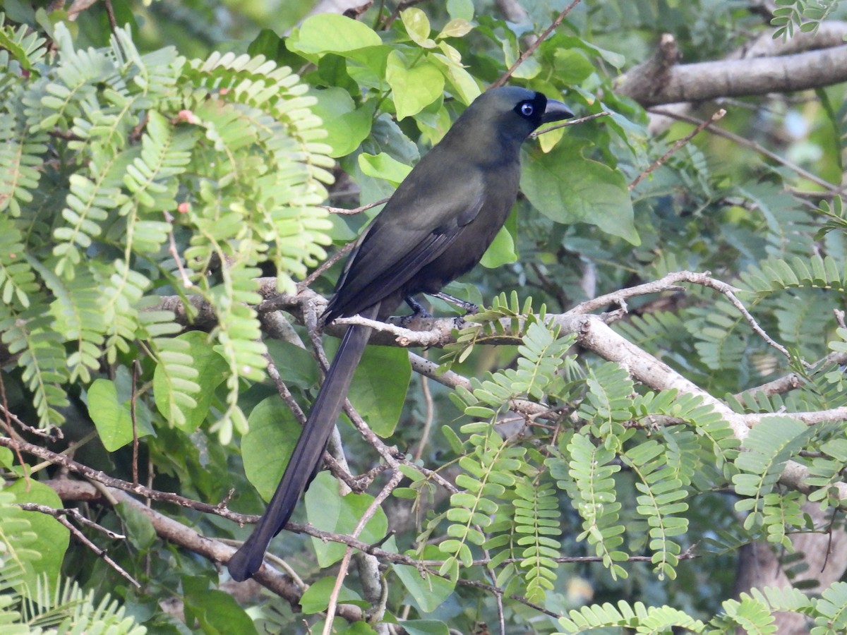 Racket-tailed Treepie - ML647815622