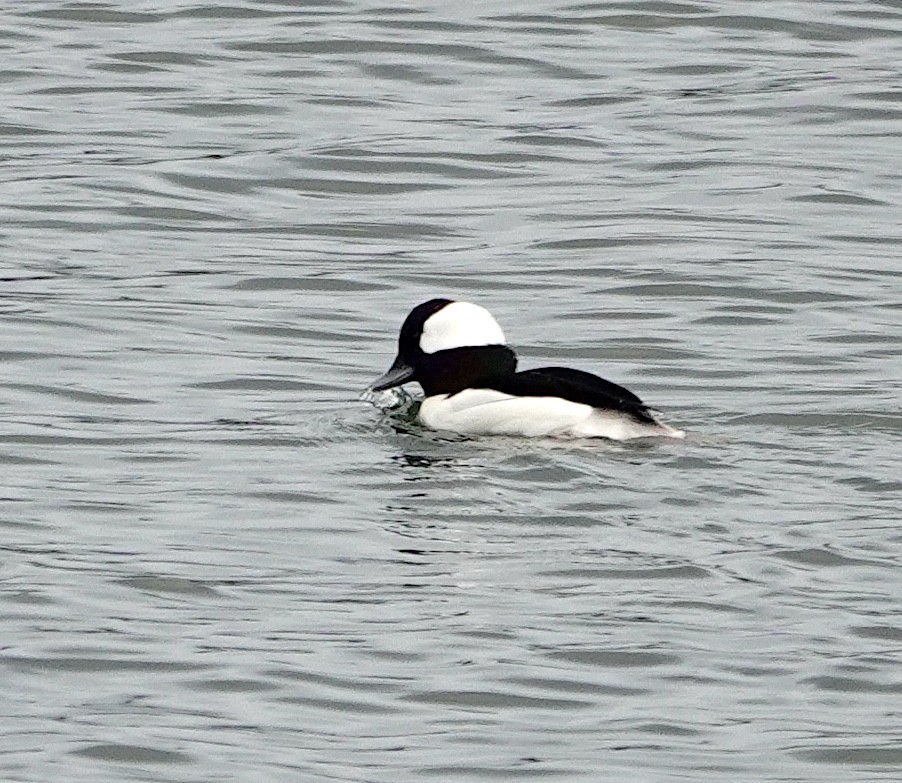 Гоголь-головастик - ML647815626