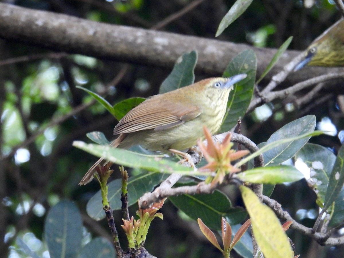 Pin-striped Tit-Babbler - ML647815636