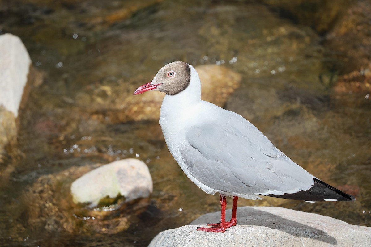 Hint Martısı - ML647815641