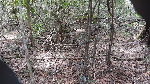 Australian Brushturkey - ML647815646