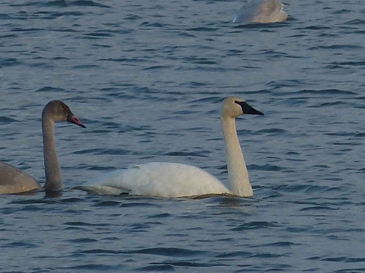 Trumpeter Swan - ML647815647