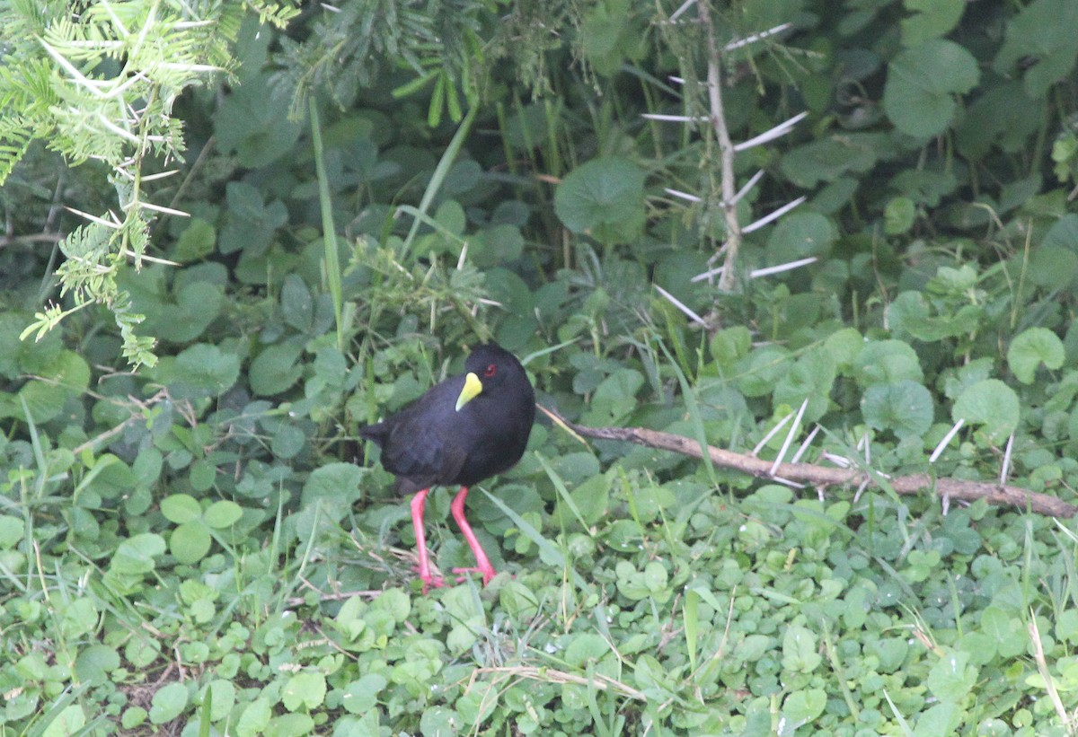 svartrikse - ML647815648