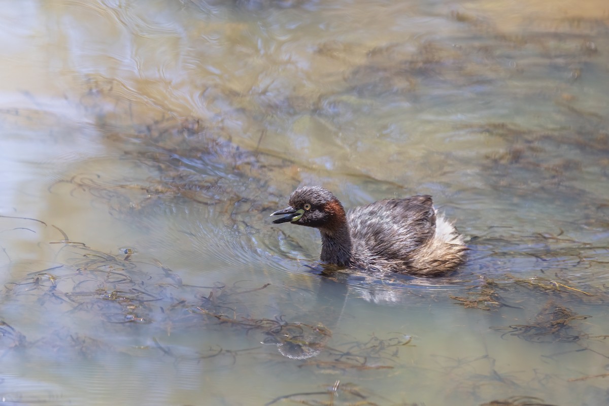 Australasian Grebe - ML647815650