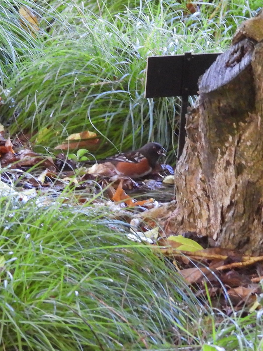 Spotted Towhee - ML647815654