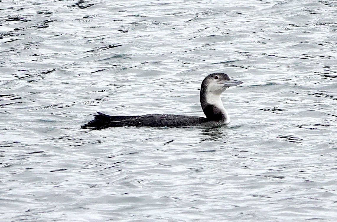 Common Loon - ML647815668