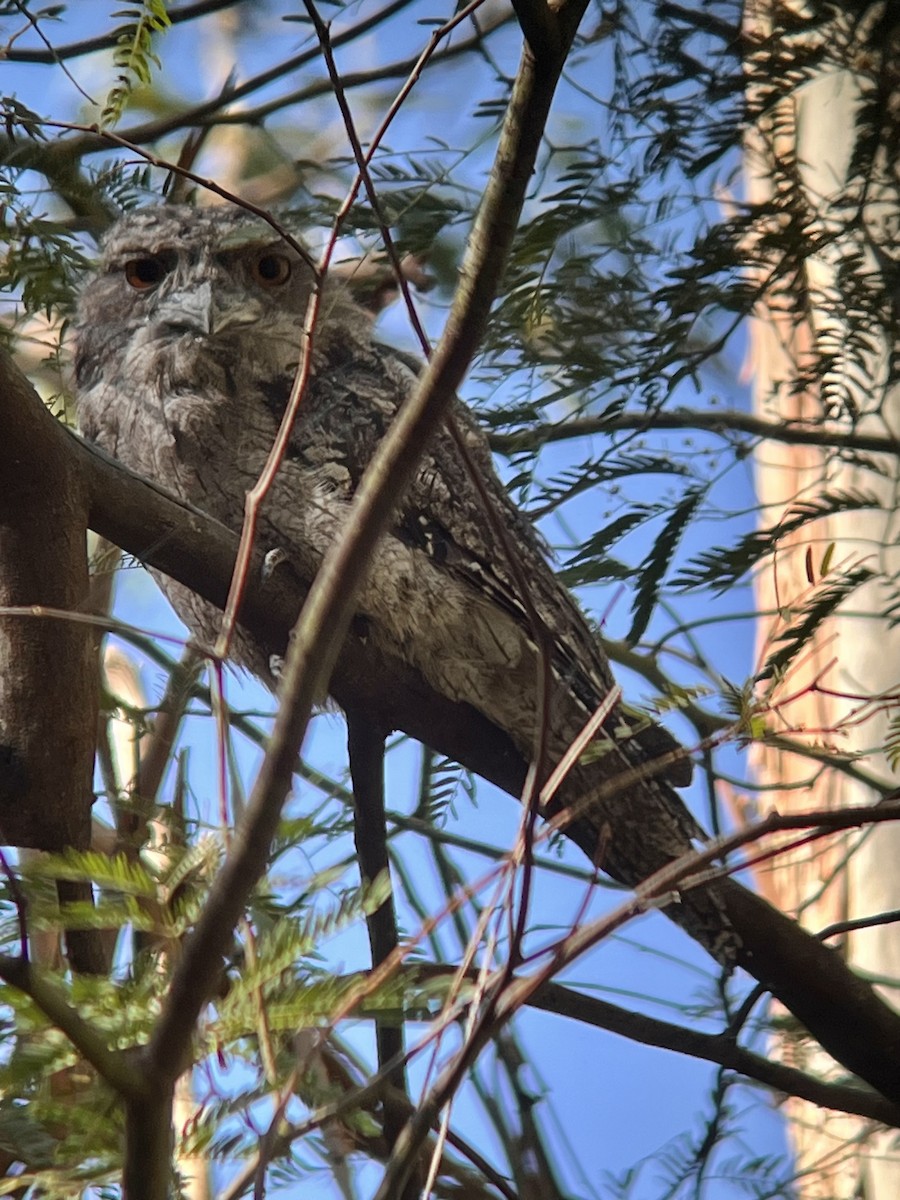 Tawny Frogmouth - ML647815672