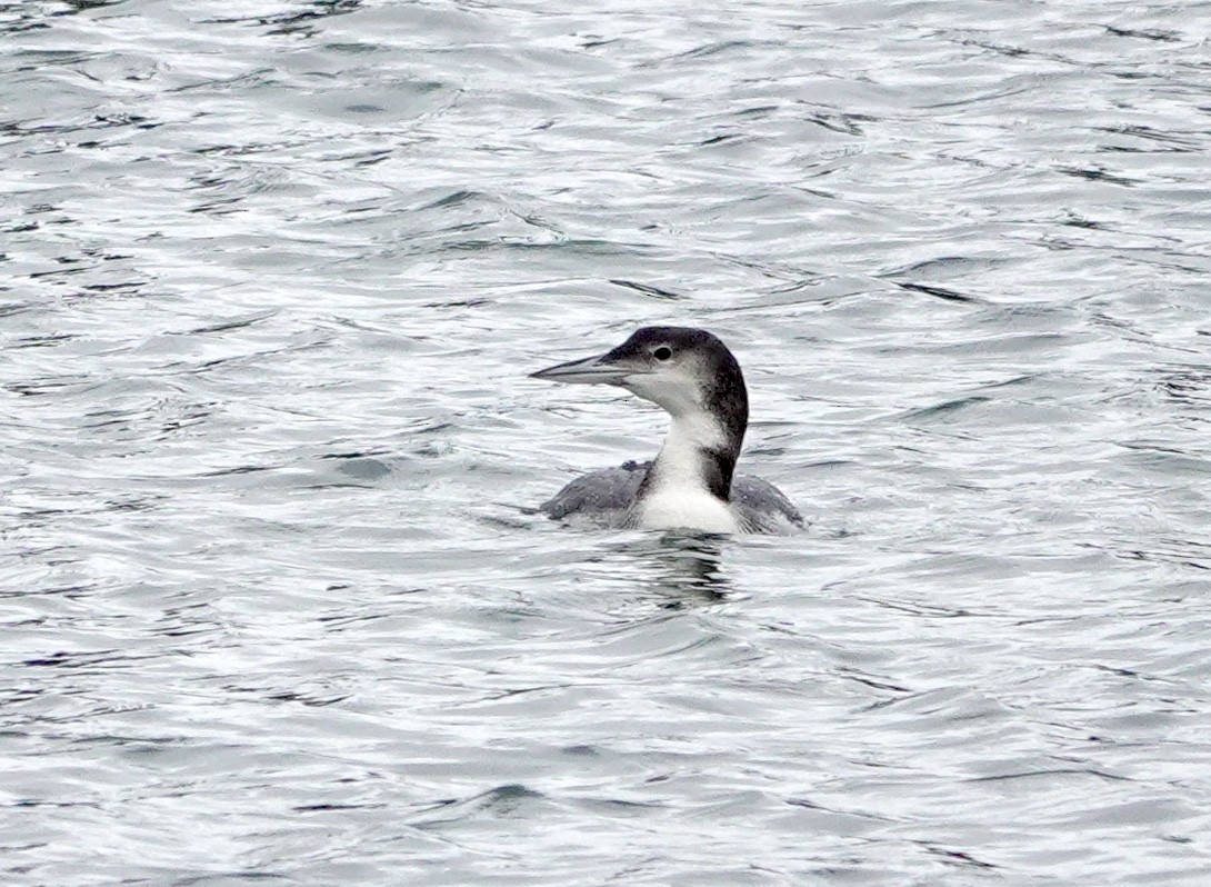 Common Loon - ML647815673