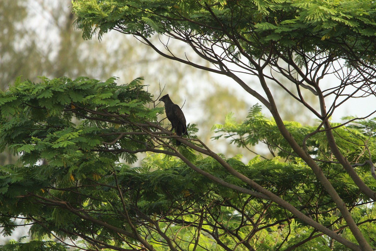 Changeable Hawk-Eagle - ML647815681