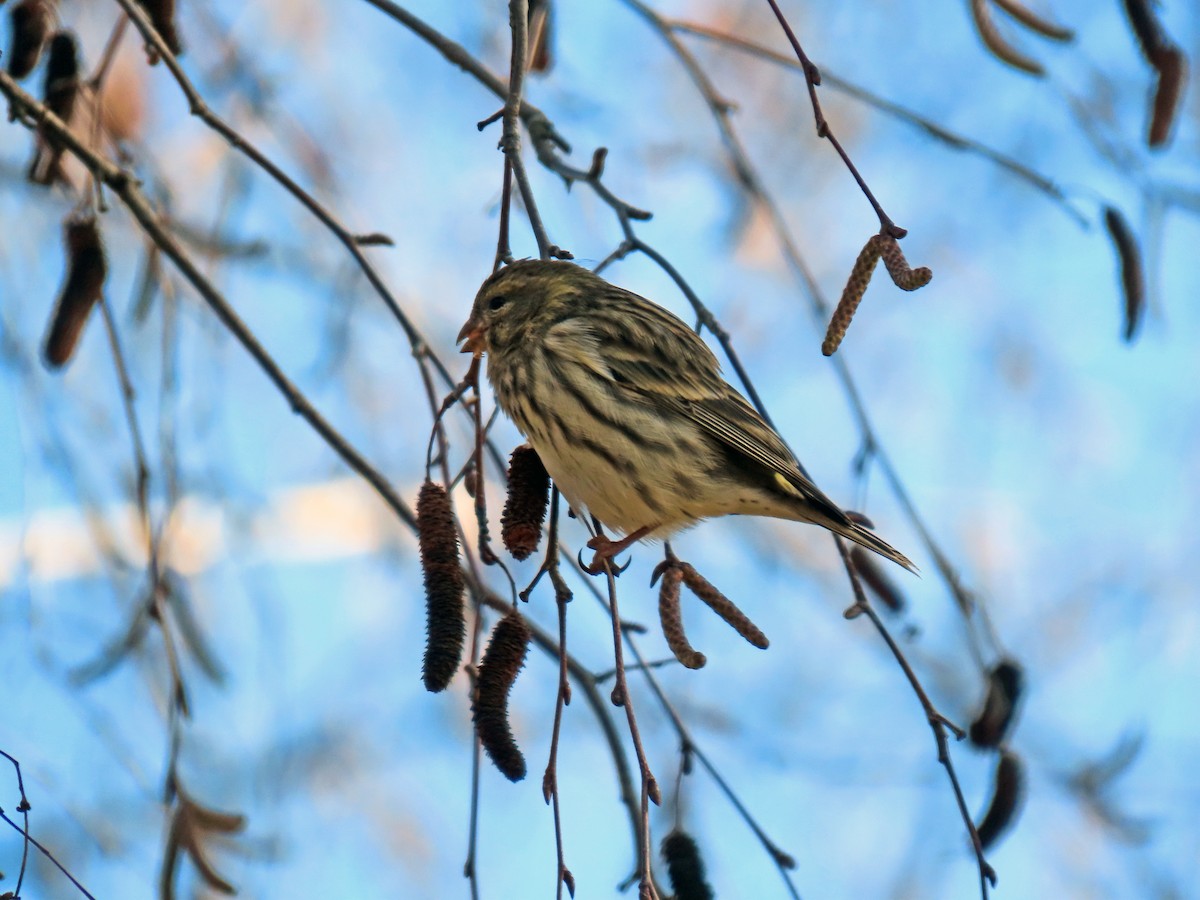 European Serin - ML647815684