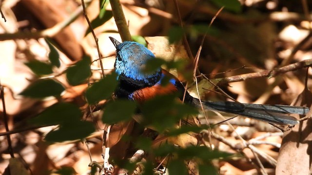 Variegated Fairywren - ML647815702