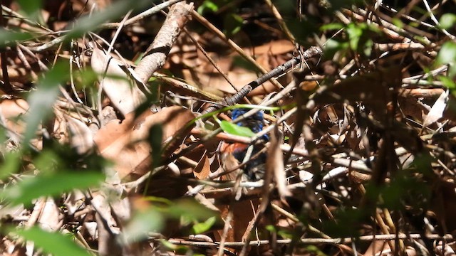 Variegated Fairywren - ML647815705