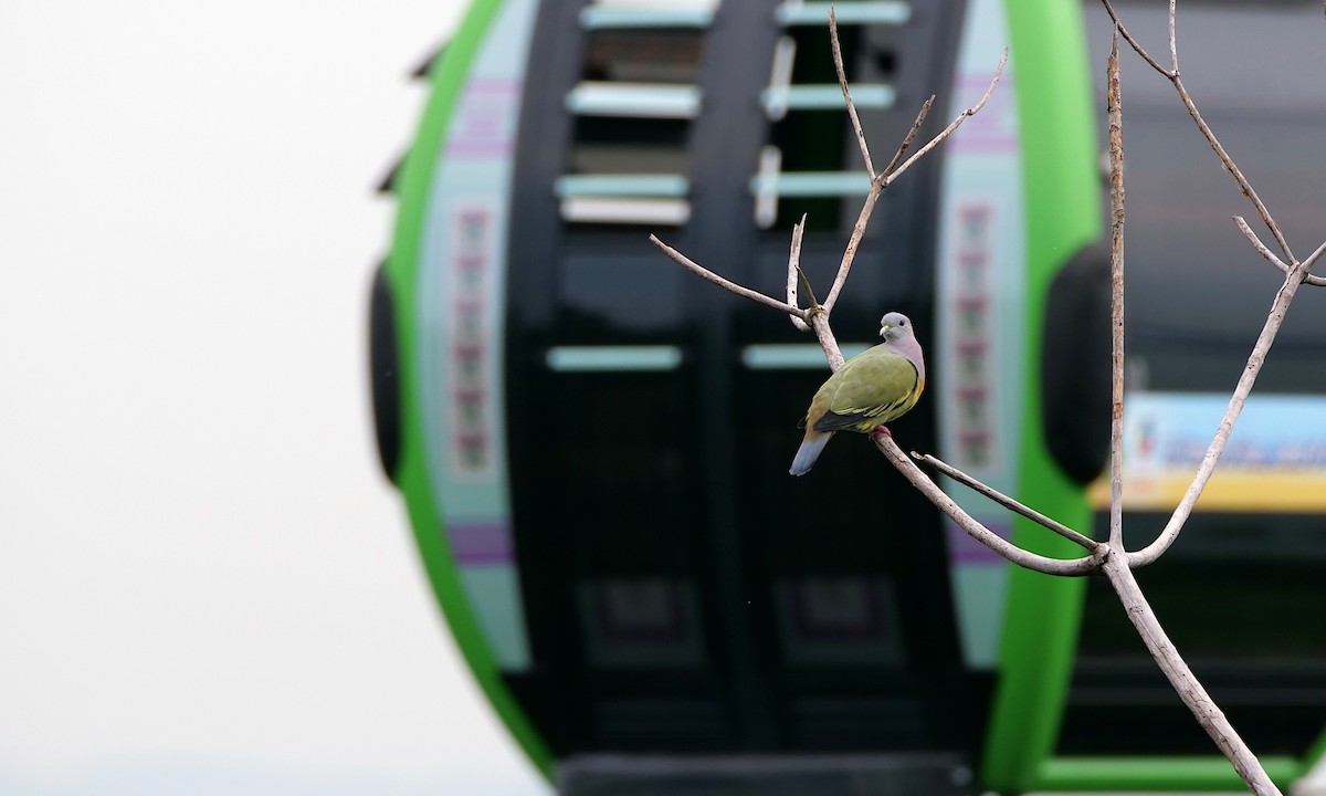 Pink-necked Green-Pigeon - ML647815707