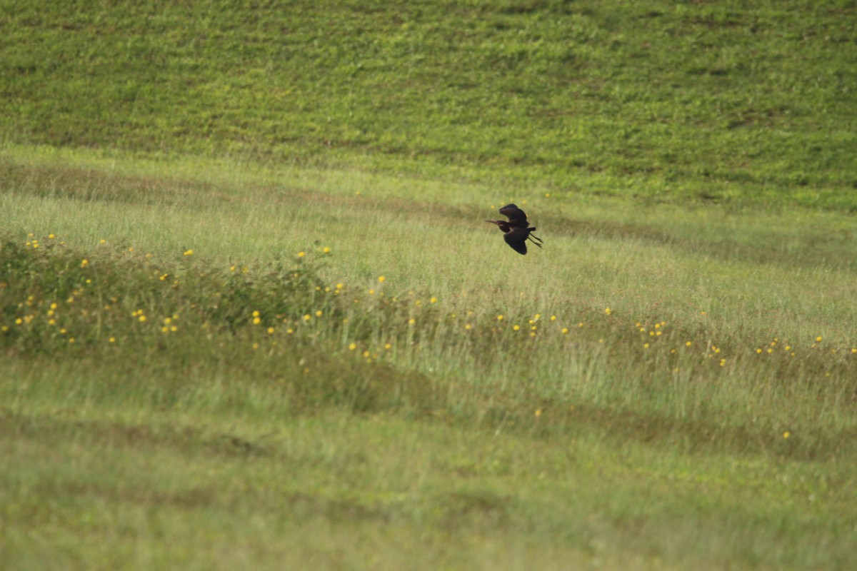Black Bittern - ML647815717