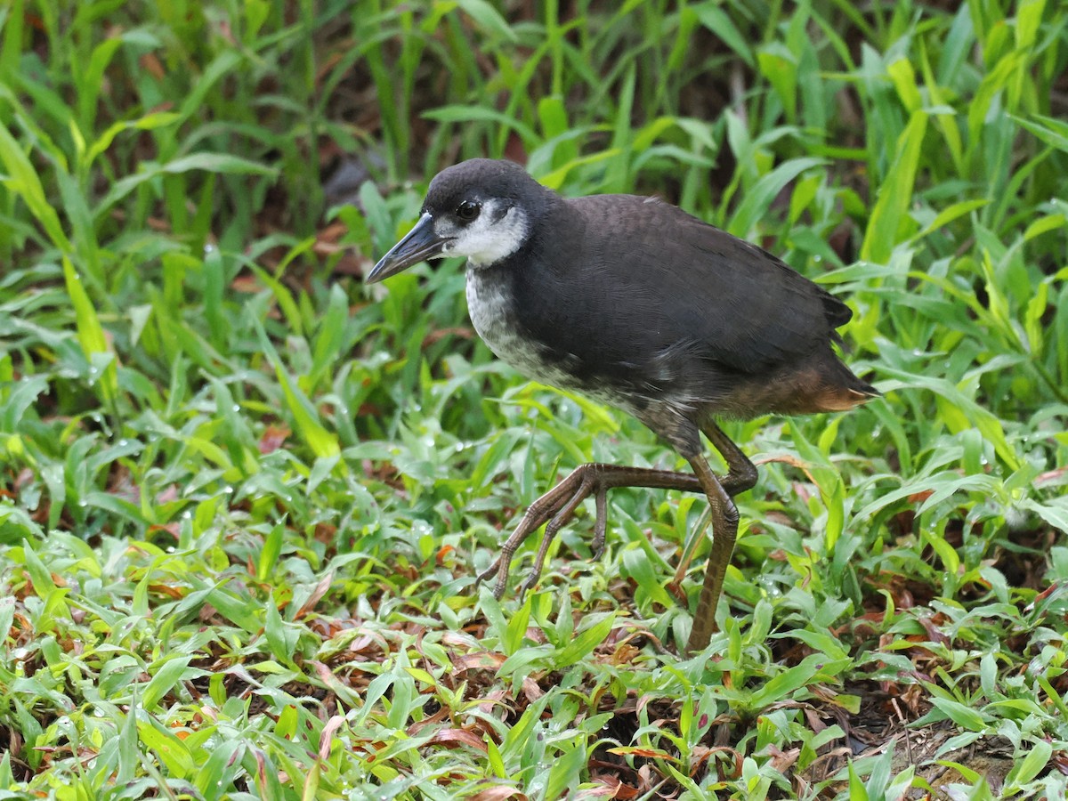 White-breasted Waterhen - ML647815721