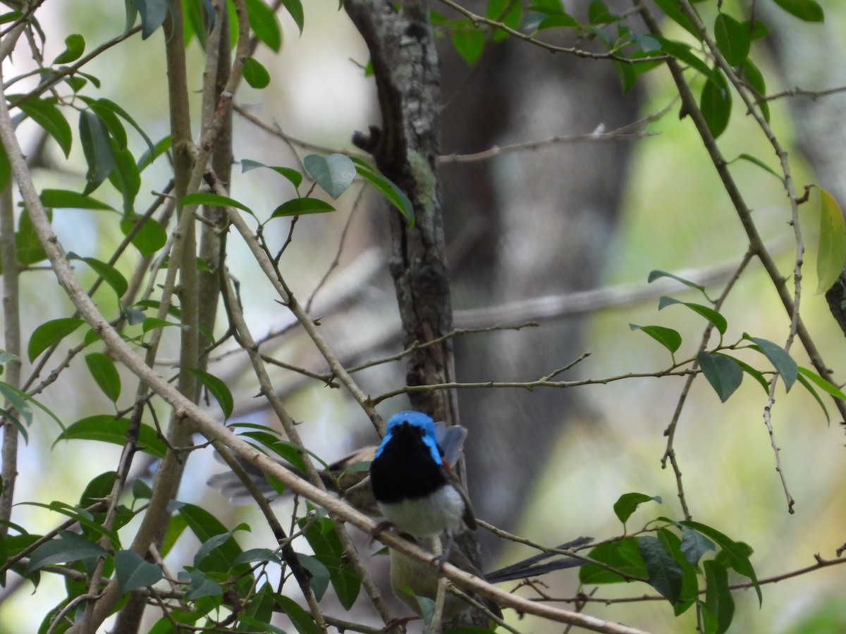 タサイオーストラリアムシクイ - ML647815733