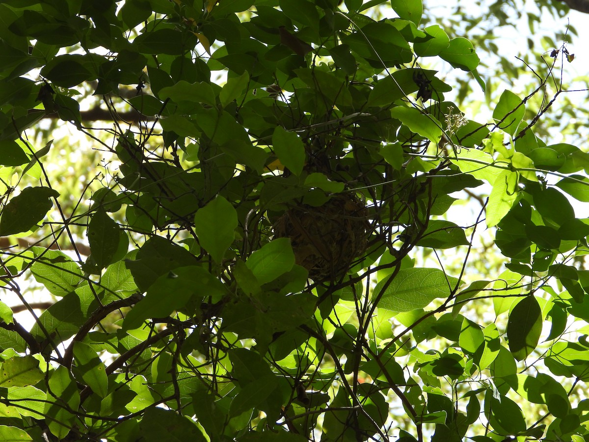 シロハラコウライウグイス - ML647815741