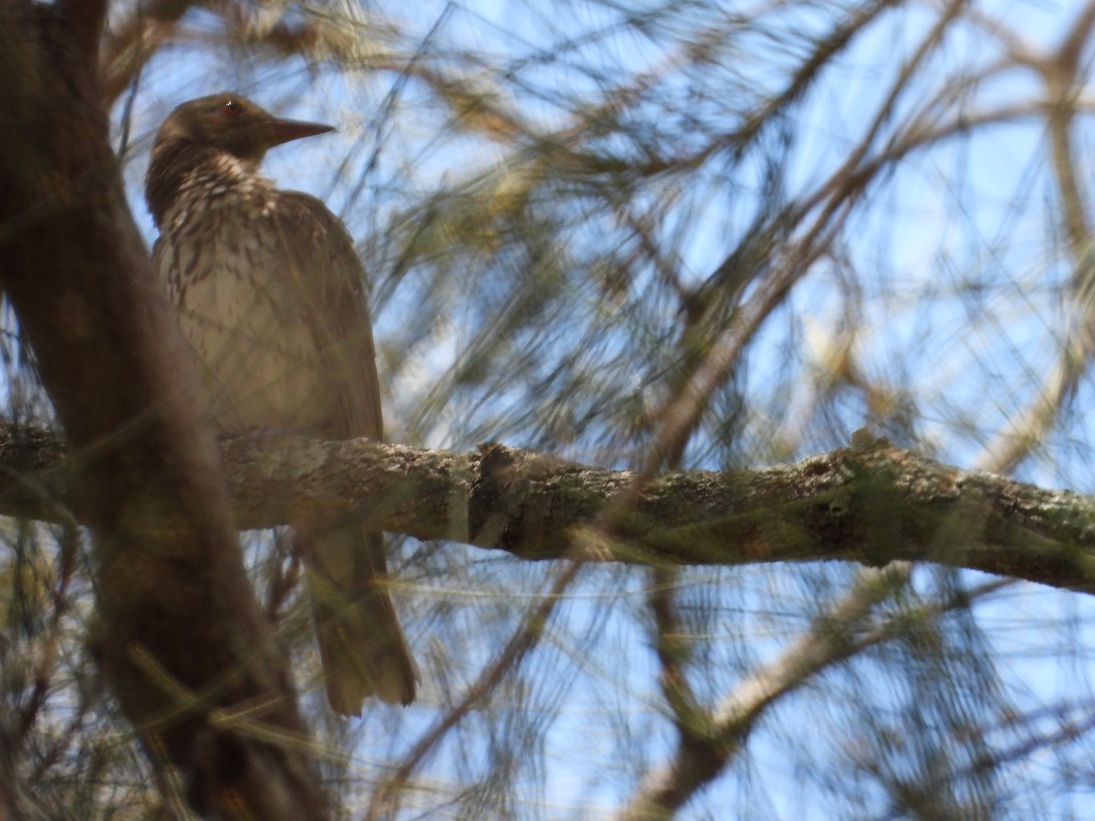 シロハラコウライウグイス - ML647815742