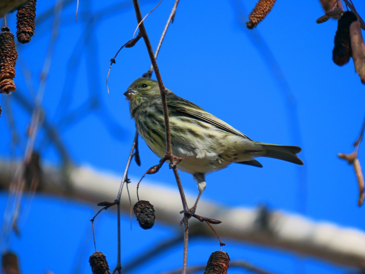European Serin - ML647815745