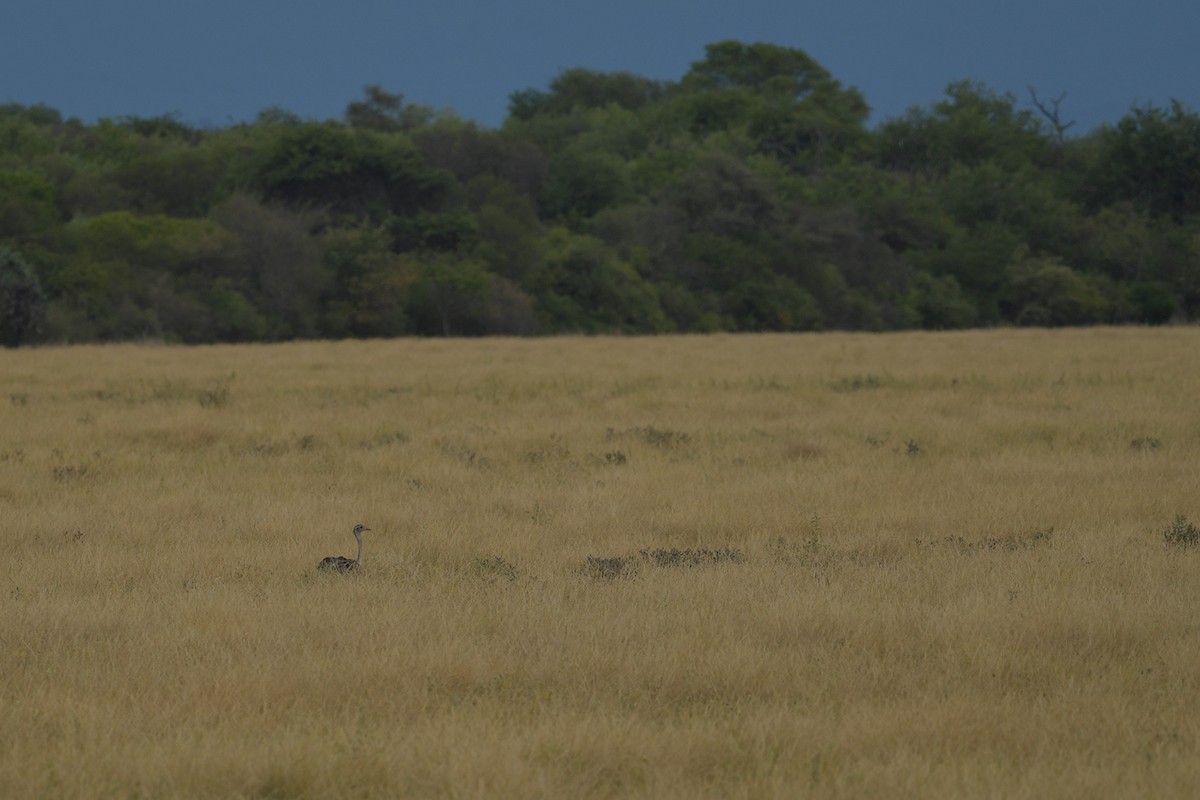 nandu pampový - ML647815755