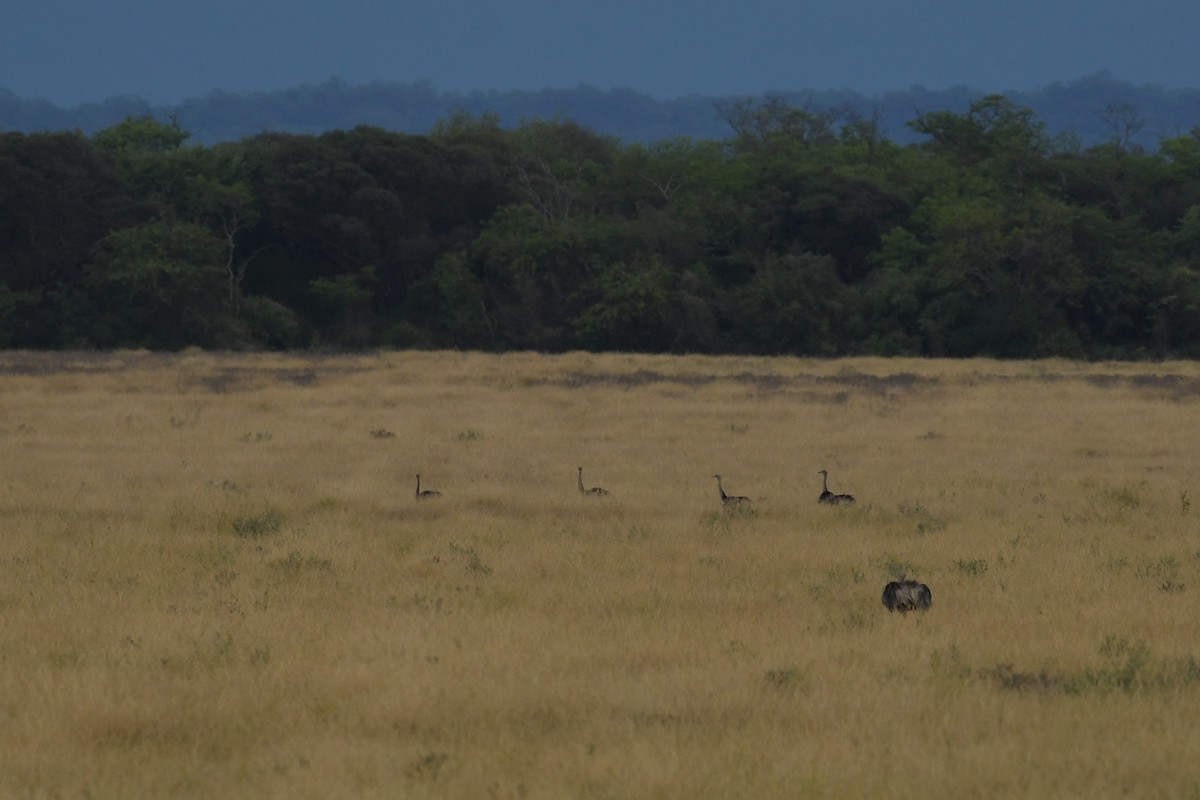 nandu pampový - ML647815756