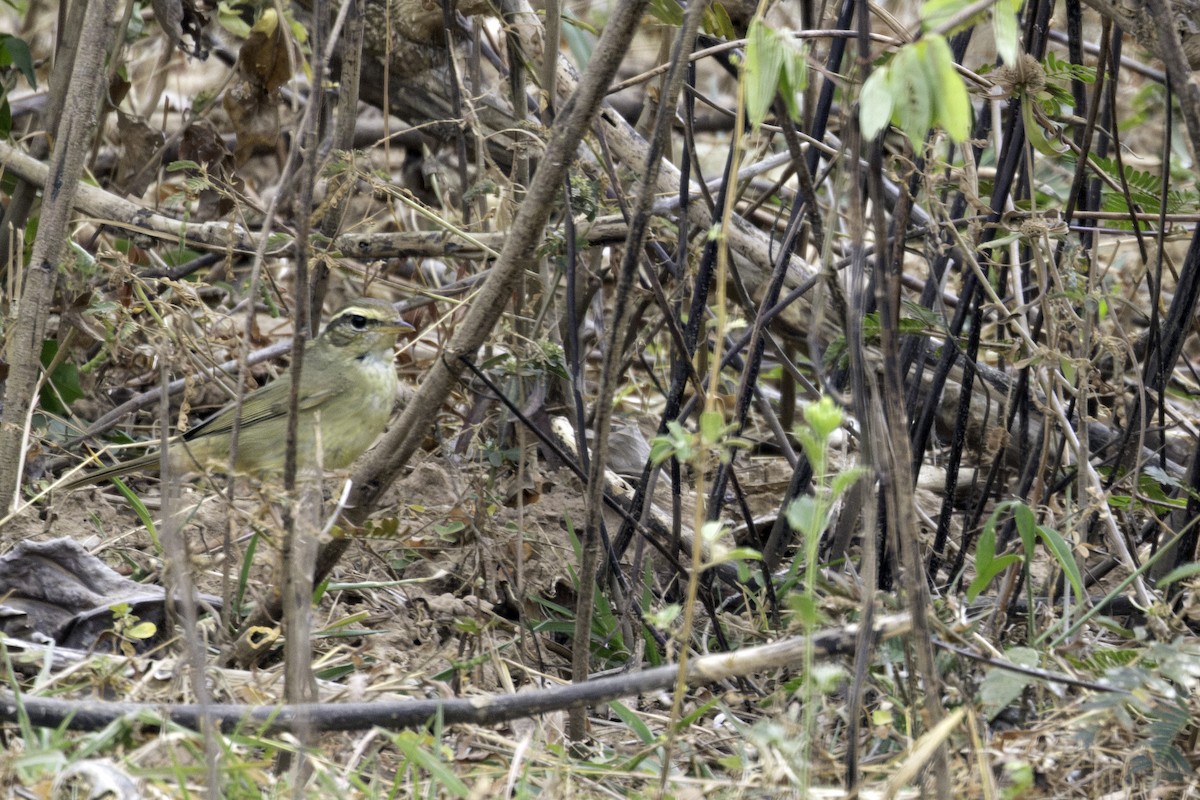 カラフトムジセッカ - ML647815761