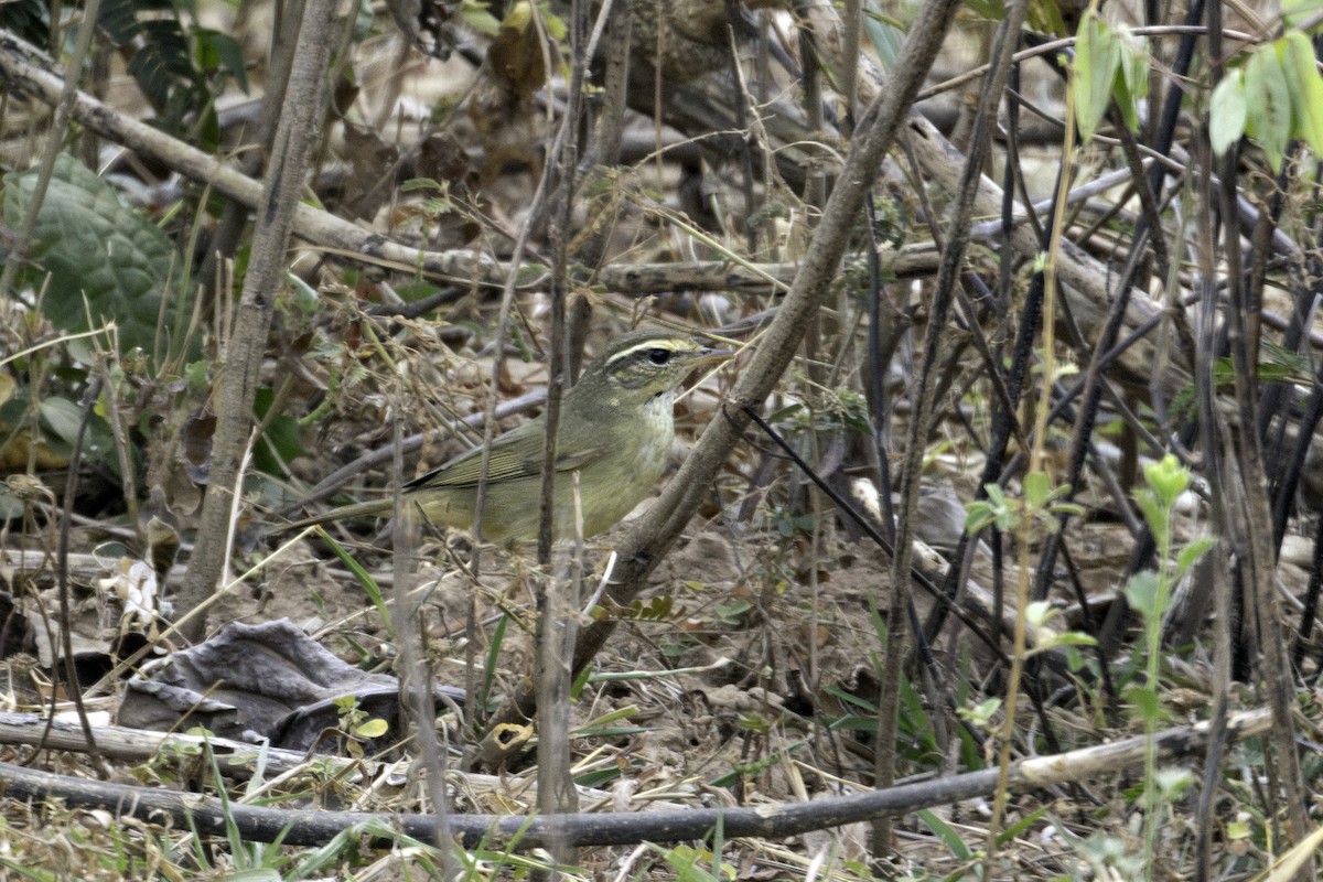 カラフトムジセッカ - ML647815764