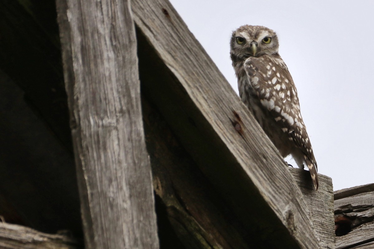 コキンメフクロウ - ML647815766