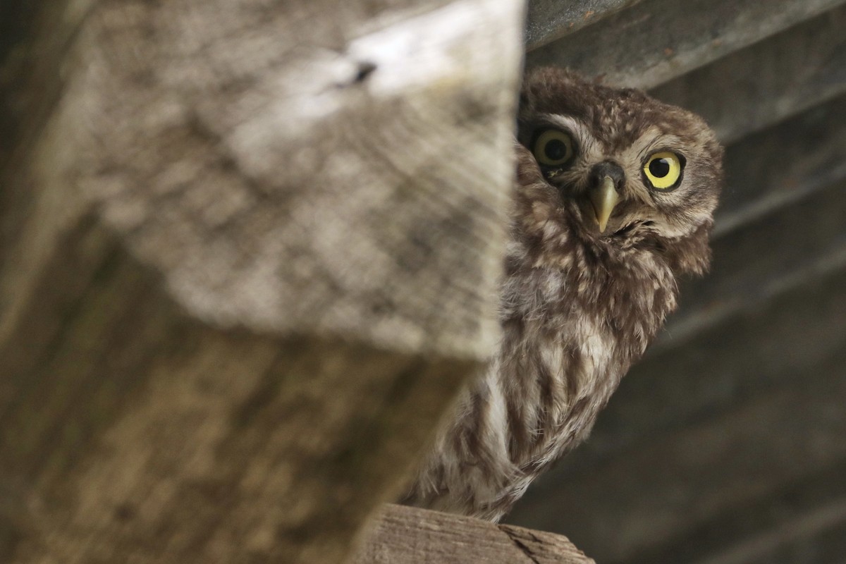 コキンメフクロウ - ML647815767