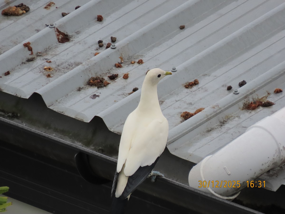 Torresian Imperial-Pigeon - ML647815768