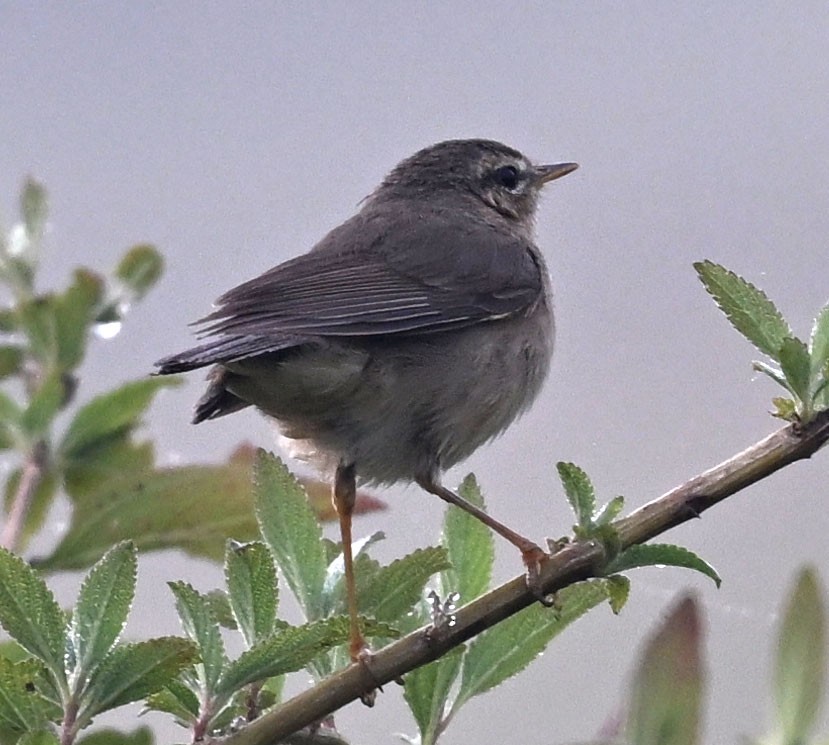 ムジセッカ - ML647815769