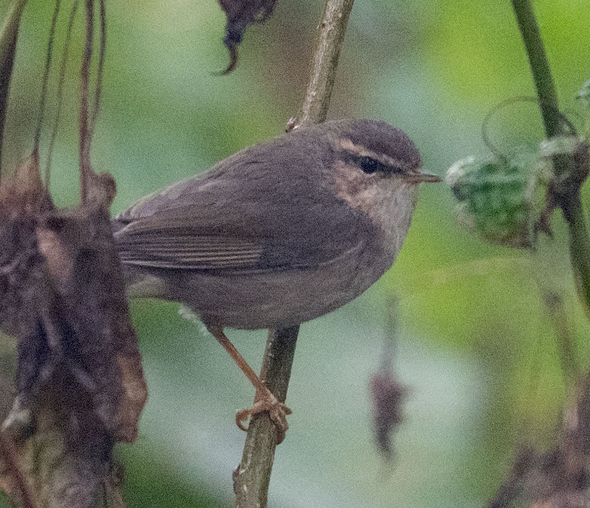 ムジセッカ - ML647815770