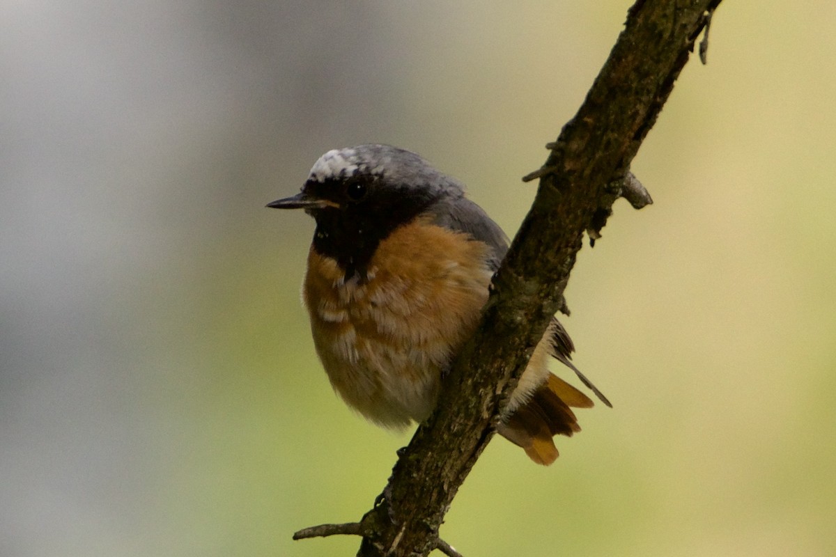 シロビタイジョウビタキ - ML647815772