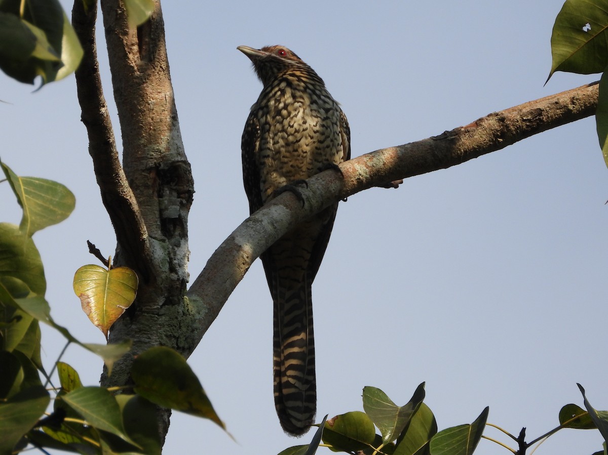 オニカッコウ - ML647815773