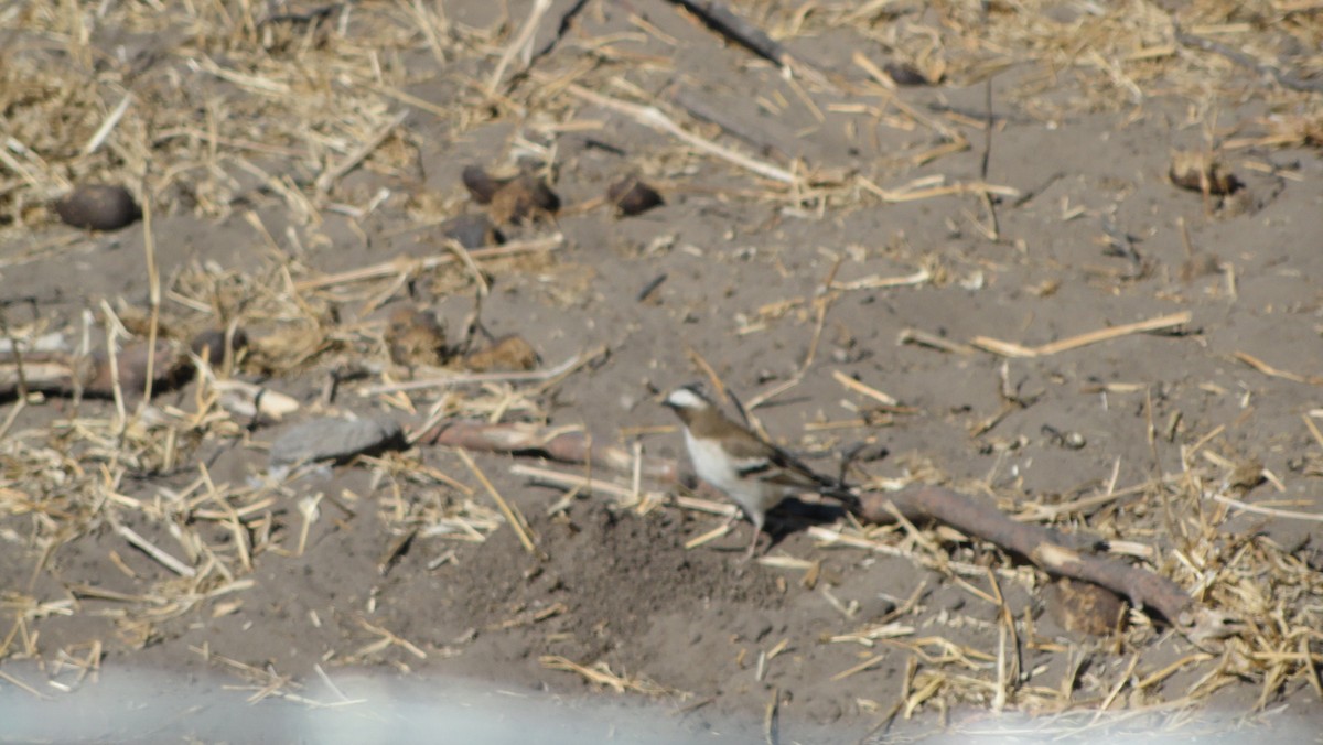 マミジロスズメハタオリ - ML647815774