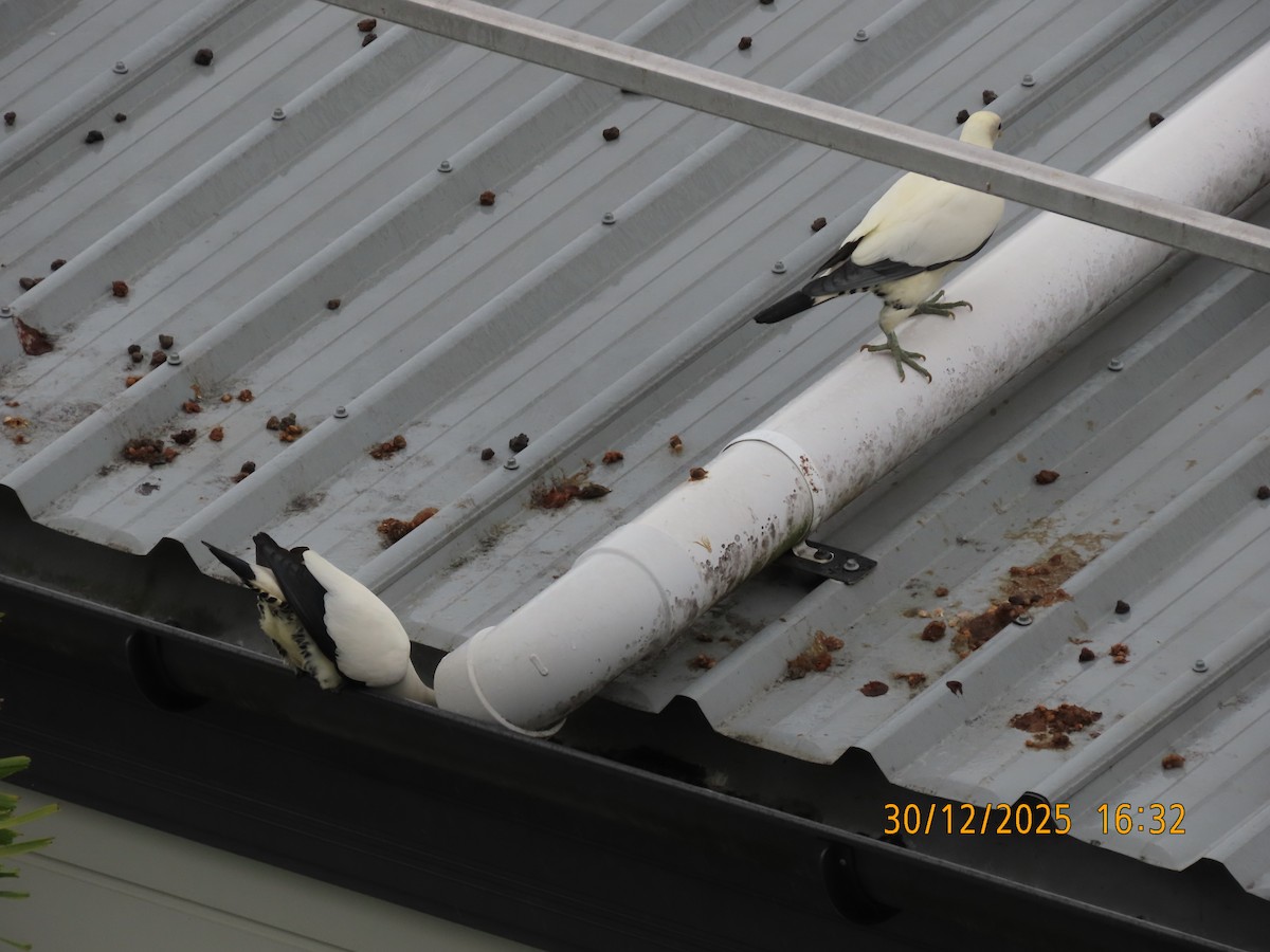 Torresian Imperial-Pigeon - ML647815775