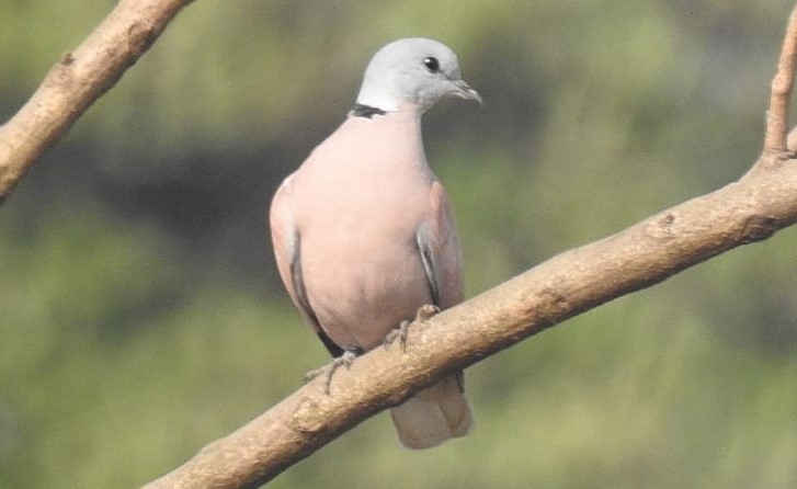 ベニバト - ML647815776