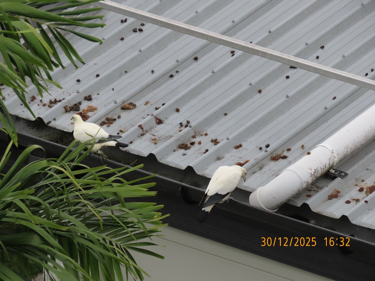 Torresian Imperial-Pigeon - ML647815777