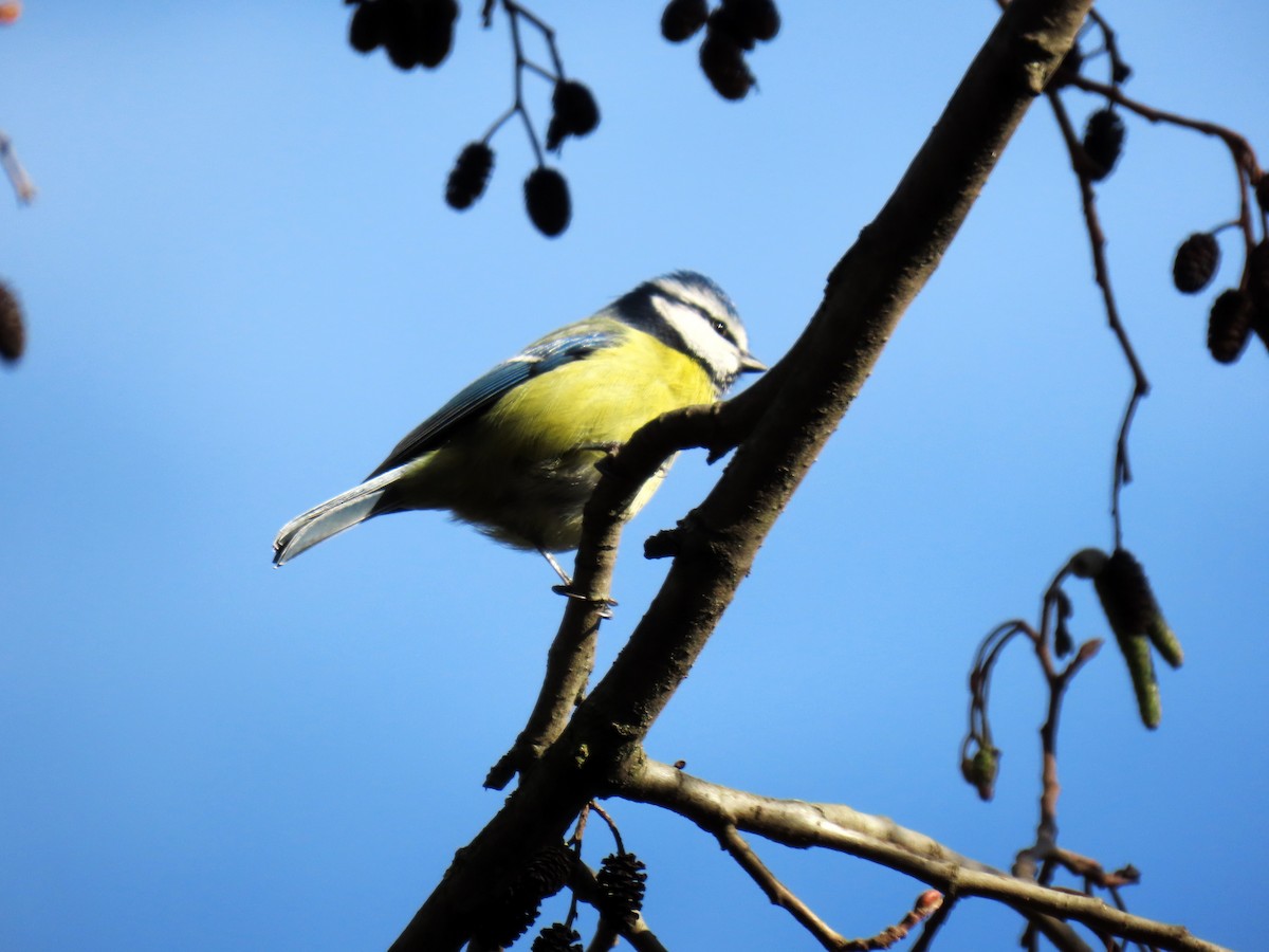 アオガラ - ML647815778