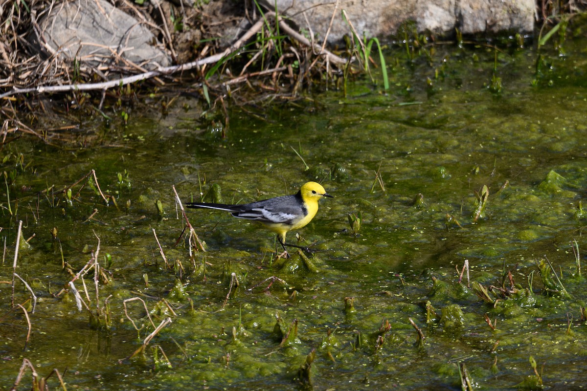 キガシラセキレイ - ML647815779