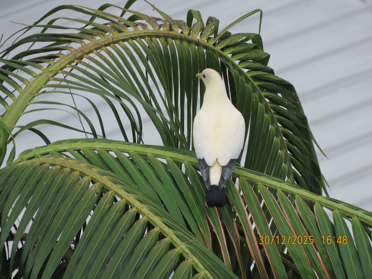Torresian Imperial-Pigeon - ML647815780