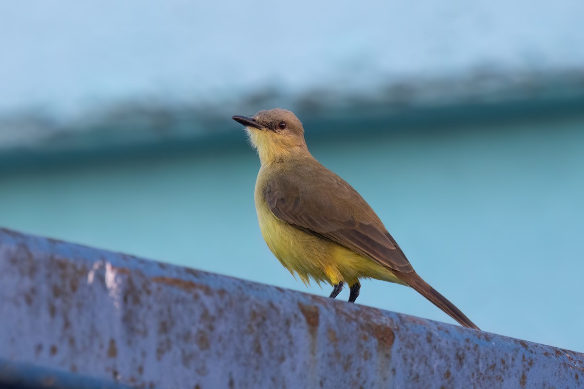 ウシタイランチョウ - ML647815782