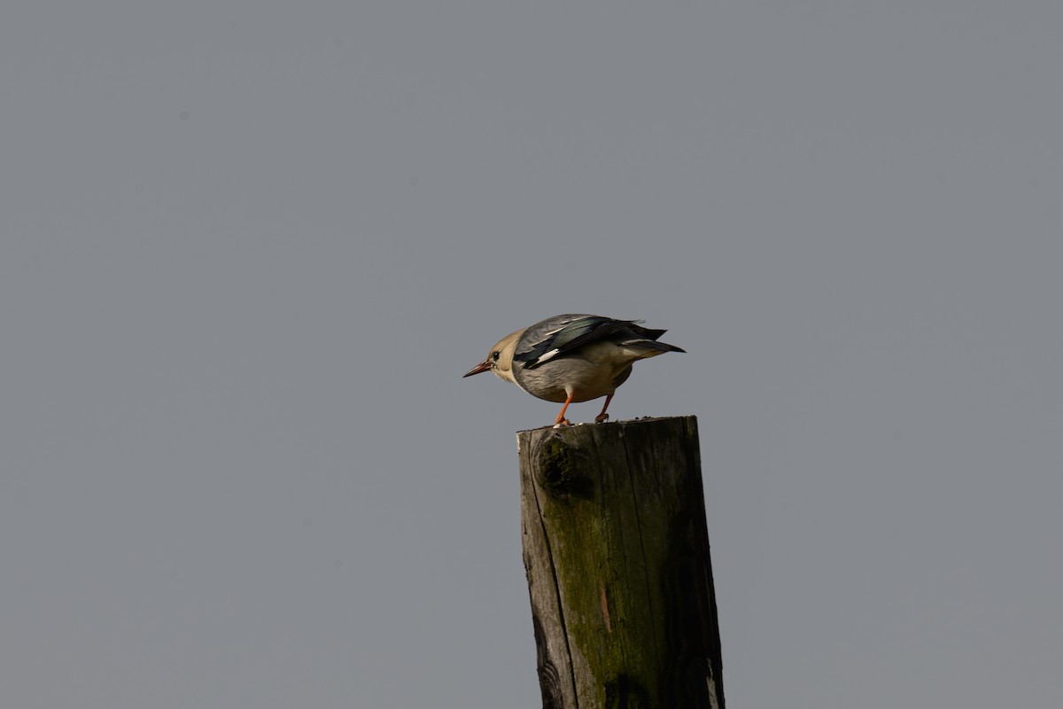 ギンムクドリ - ML647815783