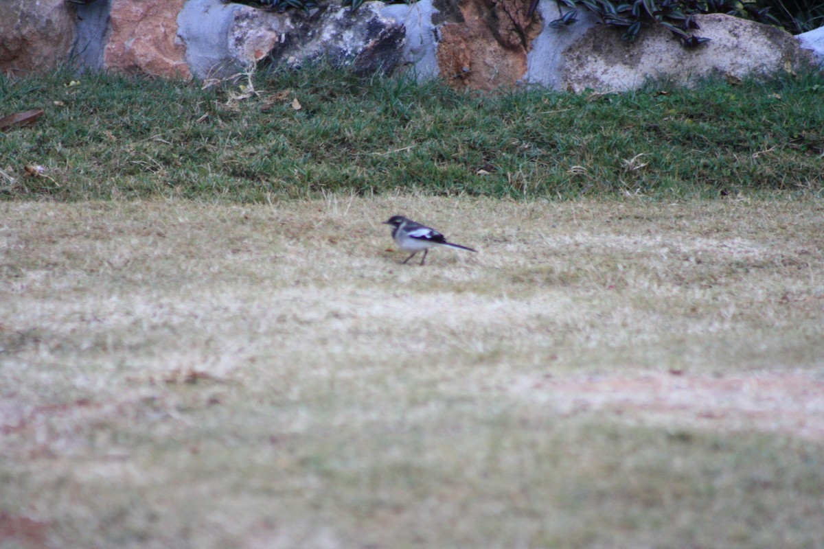 ハジロハクセキレイ - ML647815785