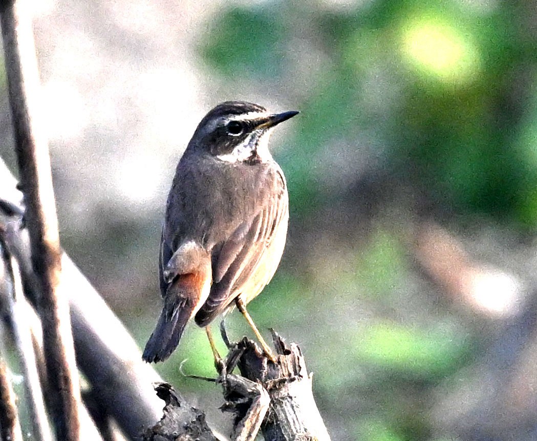 オガワコマドリ - ML647815787