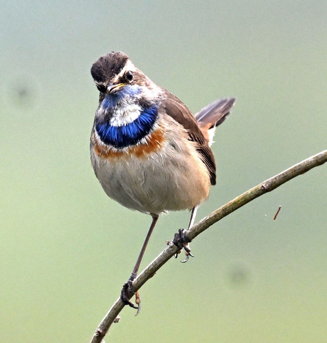 オガワコマドリ - ML647815788