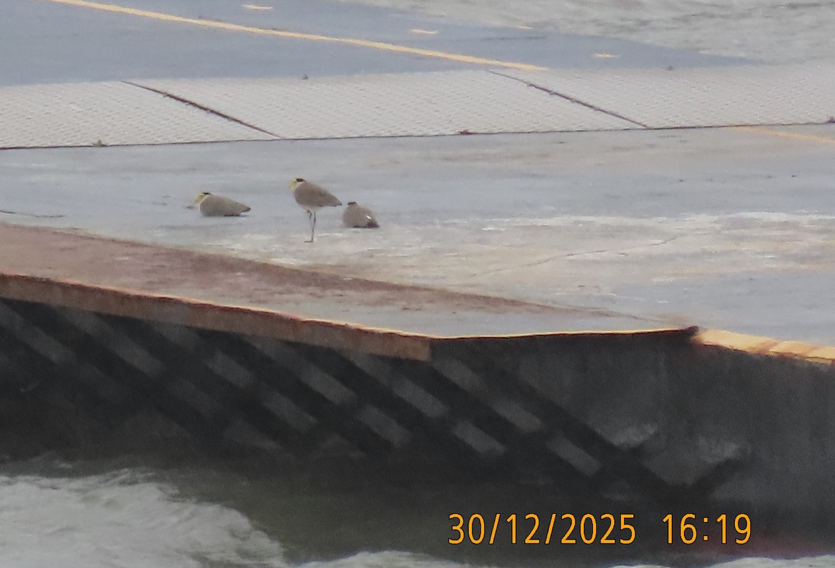 ズグロトサカゲリ - ML647815789