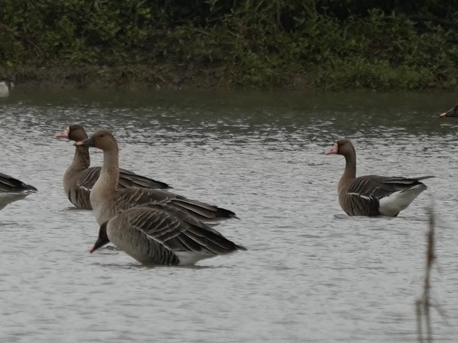 マガン - ML647815790